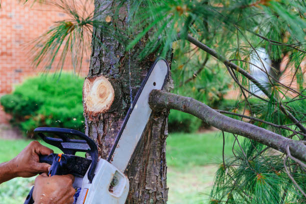 The Steps Involved in Our Tree Care Process in Vanceboro, NC